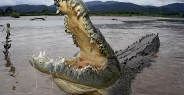 crocodile_american_tar_h_1129_cos2077_rv.jpg